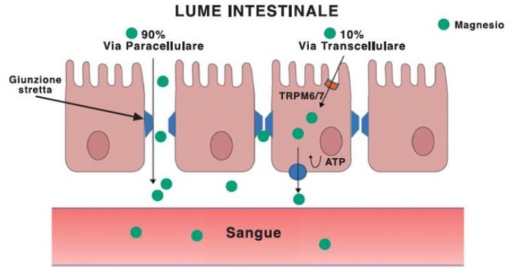 meccanismo assorbimento magnesio