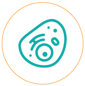 Cellule