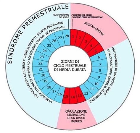 grafico che riporta le tre fasi del ciclo mestruale