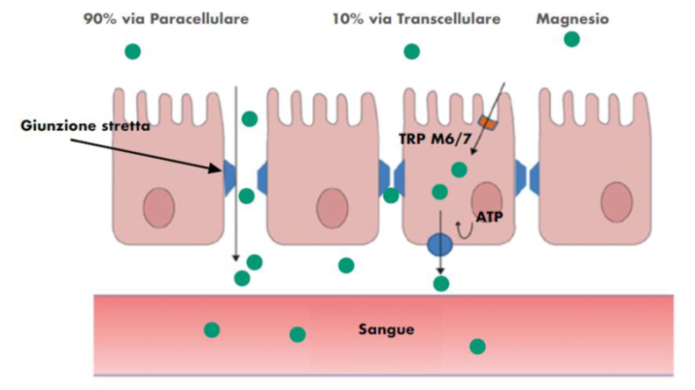 Magnesium Absorption Is Enhanced By The Presence Of L’assorbimento del magnesio nel nostro organismo - PharmaNutra