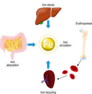 pharmanutra - infografica riassuntiva del metabolismo del ferro nell'organismo